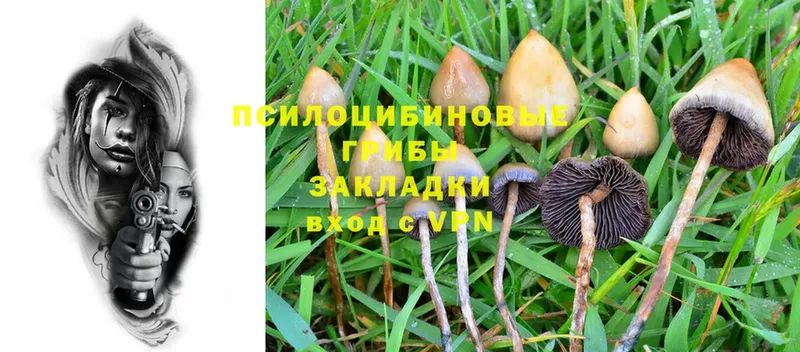 mega ссылки  Аткарск  Псилоцибиновые грибы Psilocybe 